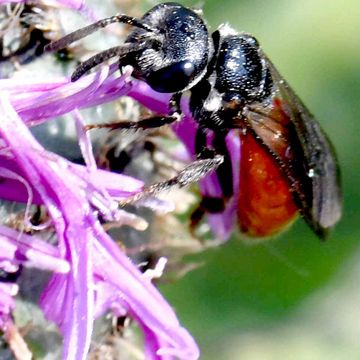 Große Blutbiene (Sphecodes albilabris).