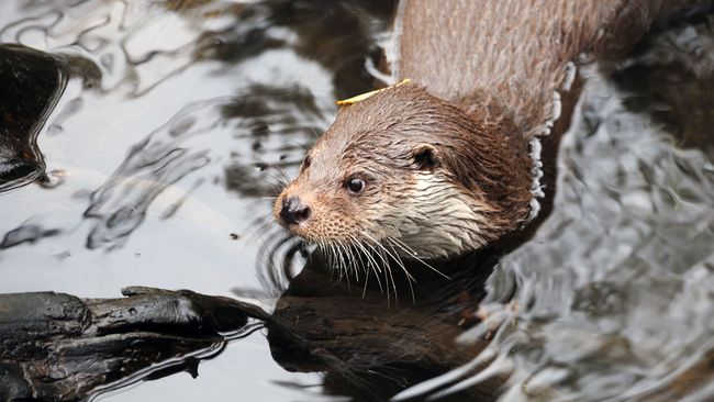Fischotter im Wasser