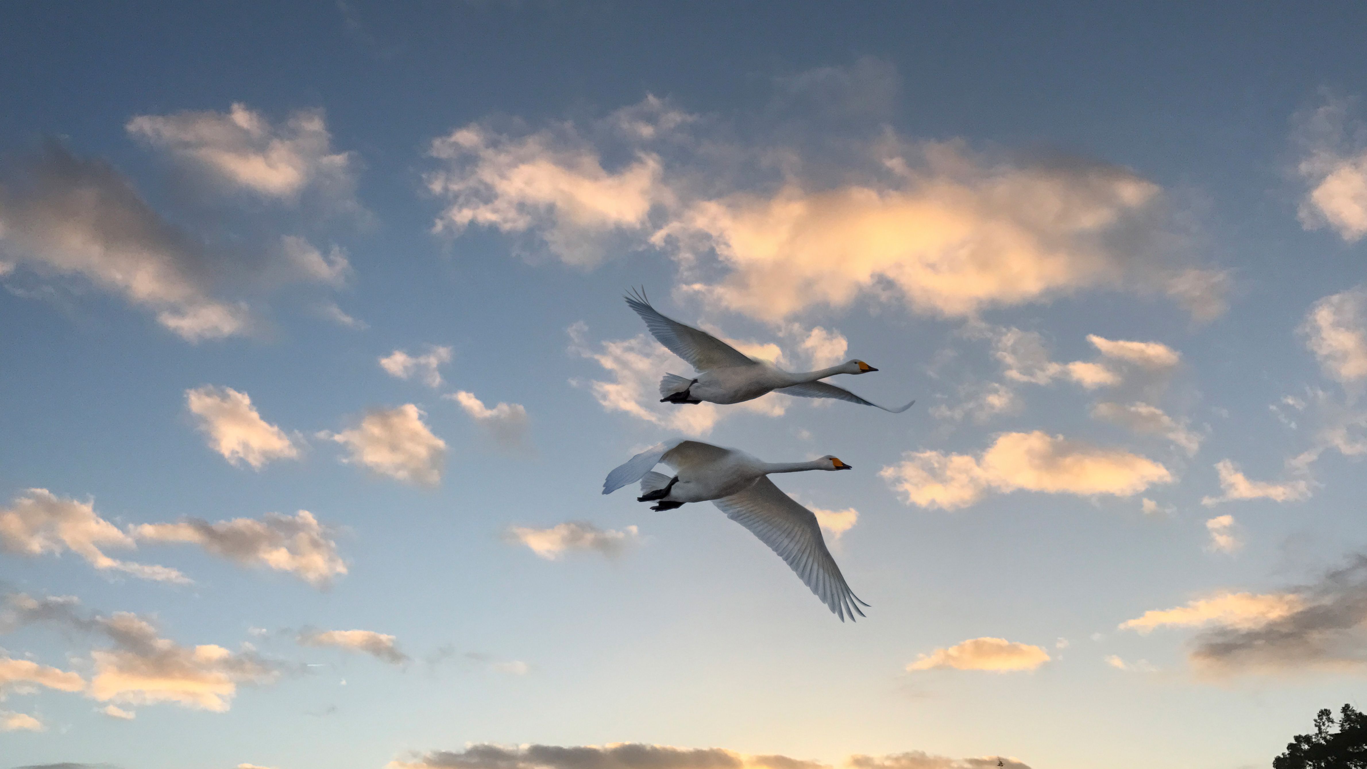 Singschwäne