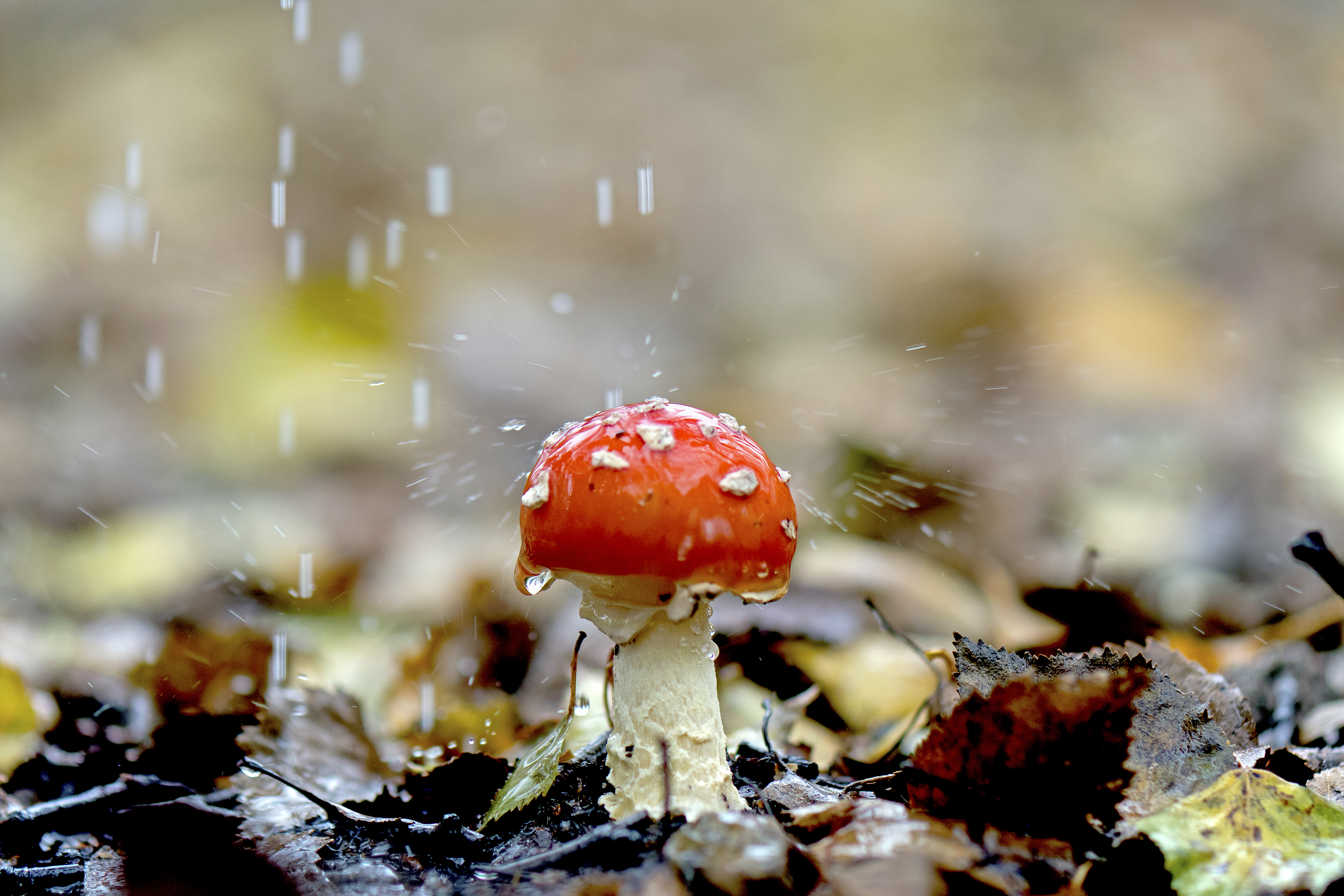 Вода после грибов. Грибной дождь. Грибы под дождем. Грибы после дождя. Летний грибной дождь.