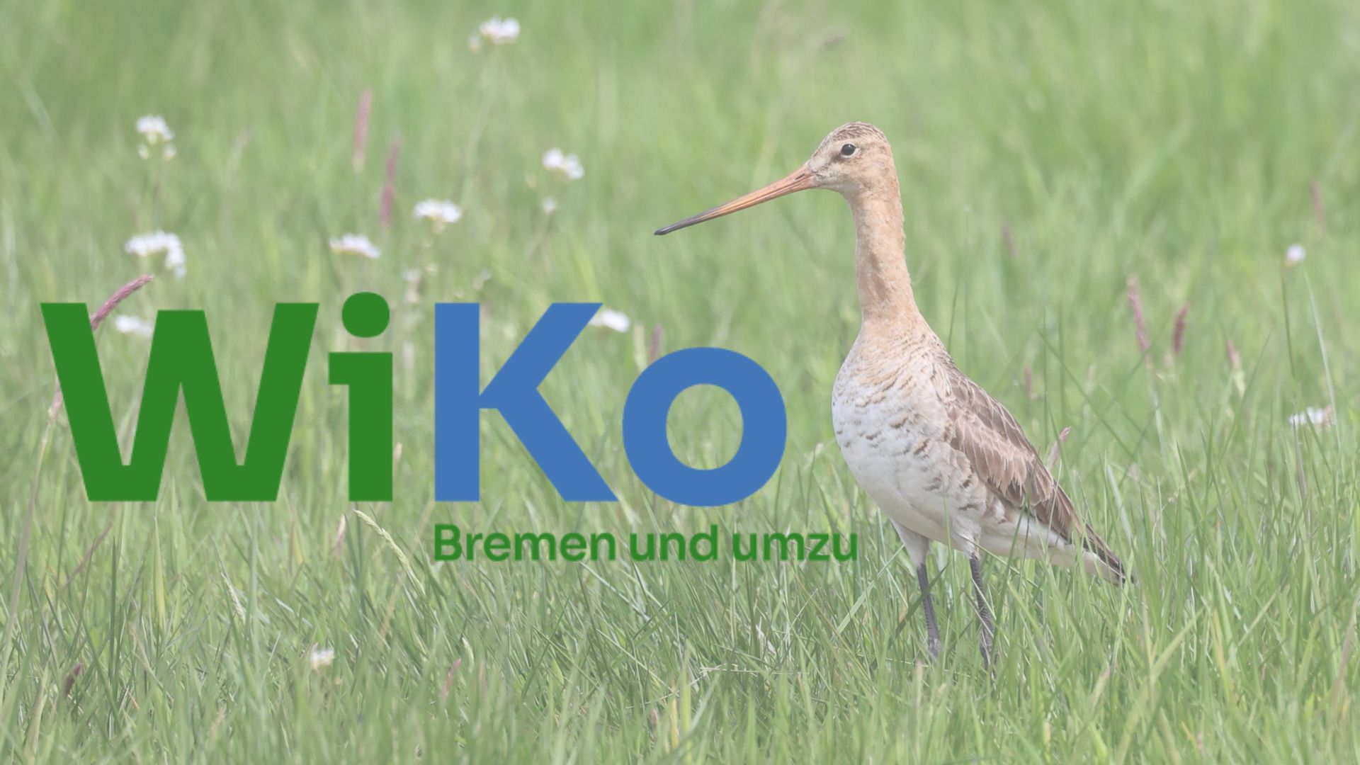 Slider WiKo mit Logo sowie einer Uferschnepfe im Hintergrund auf einer Wiese.